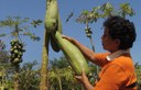 Le gouvernement du Nicaragua adopte Django pour la gestion de son agriculture